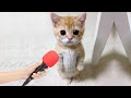この面白い動物たちは、あなたを笑い転げさせますよ!😂