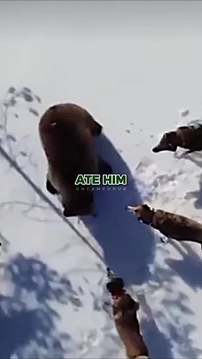 Joe Rogan on Wolves Hunting Grizzly Bear