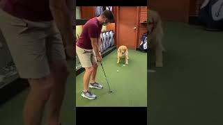 golden retriever dog funny videos#trending #shorts