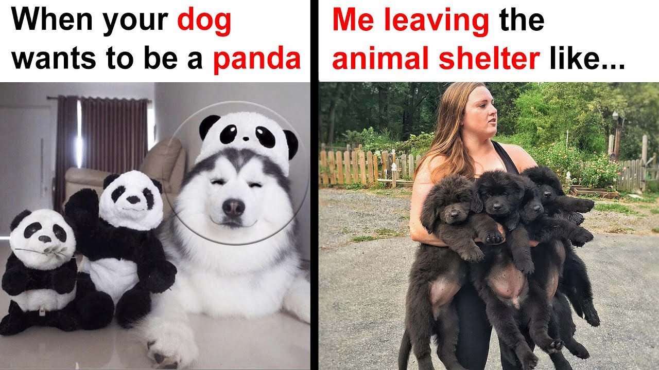 Adorable Dog Memes That Will Make You Laugh Out Loud