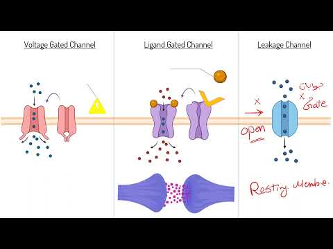 فيديو: ما هي أنواع القنوات الأيونية؟