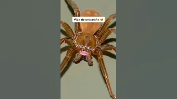 ¿Qué ve una araña?