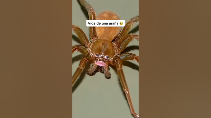 La vida de una araña #shorts