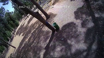 Digital Vs Analog in the Forest