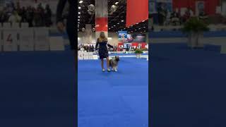 AKC National Championship 2023 Keeshond Breed Judging