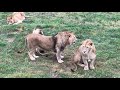 Игривые ребята из юного прайда! Playful lions from the youthful pride!