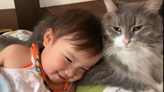 何気ない休日も娘に癒しを与える猫　ノルウェージャンフォレストキャット　Cat giving my daughter a healing