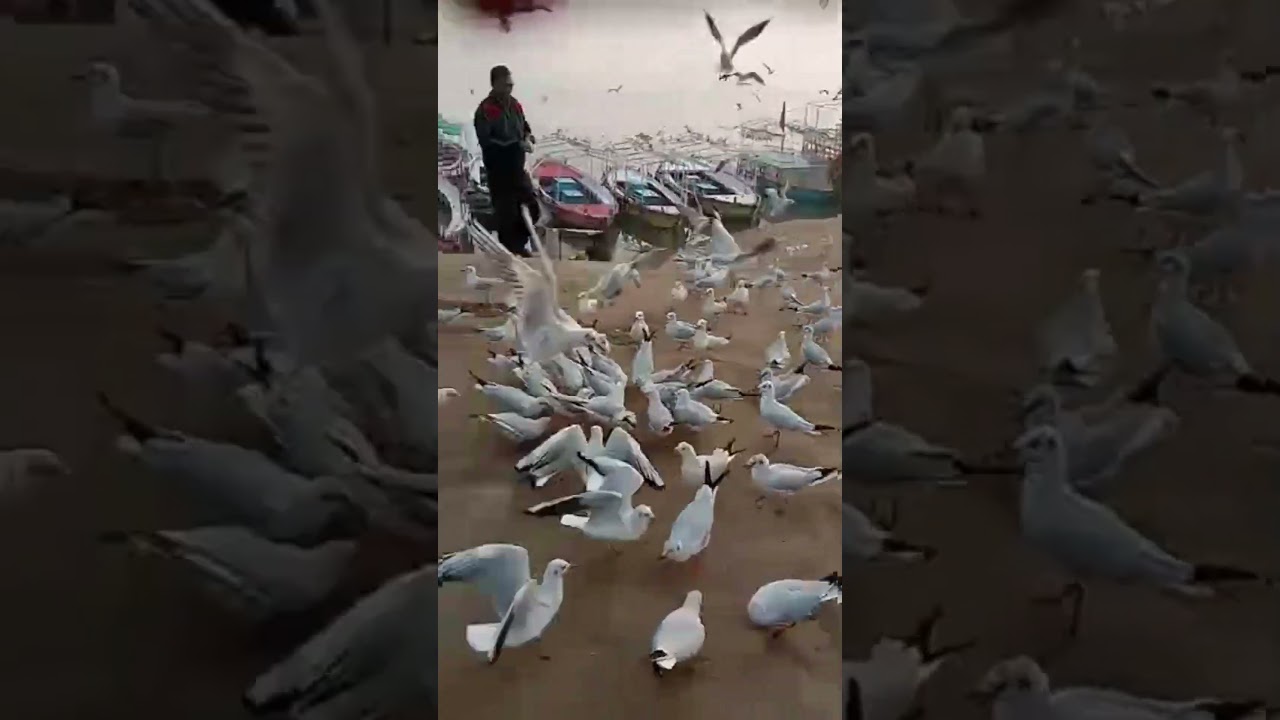 Birds || Varanasi || Banaras 
