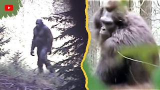 The Clearest Bigfoot Video Ever Captured — Better Than the Patty Film | Exposure Stories