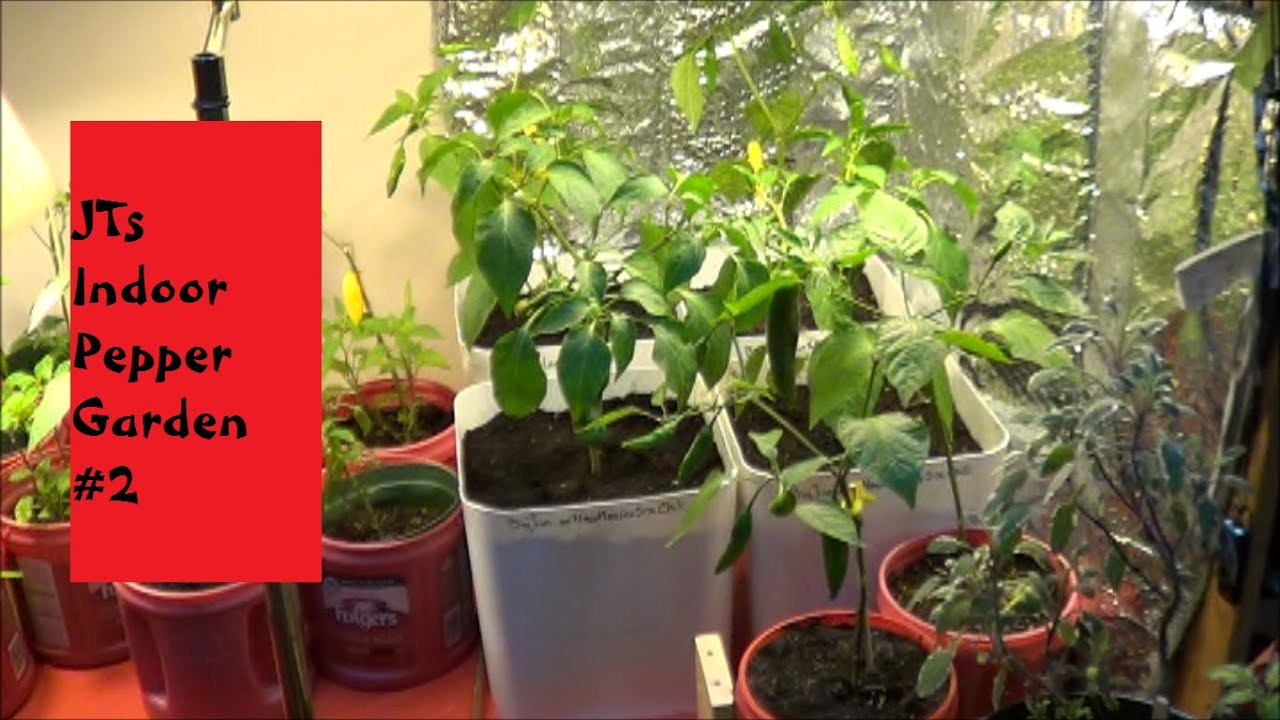 JTs Indoor Pepper Garden 2 YouTube