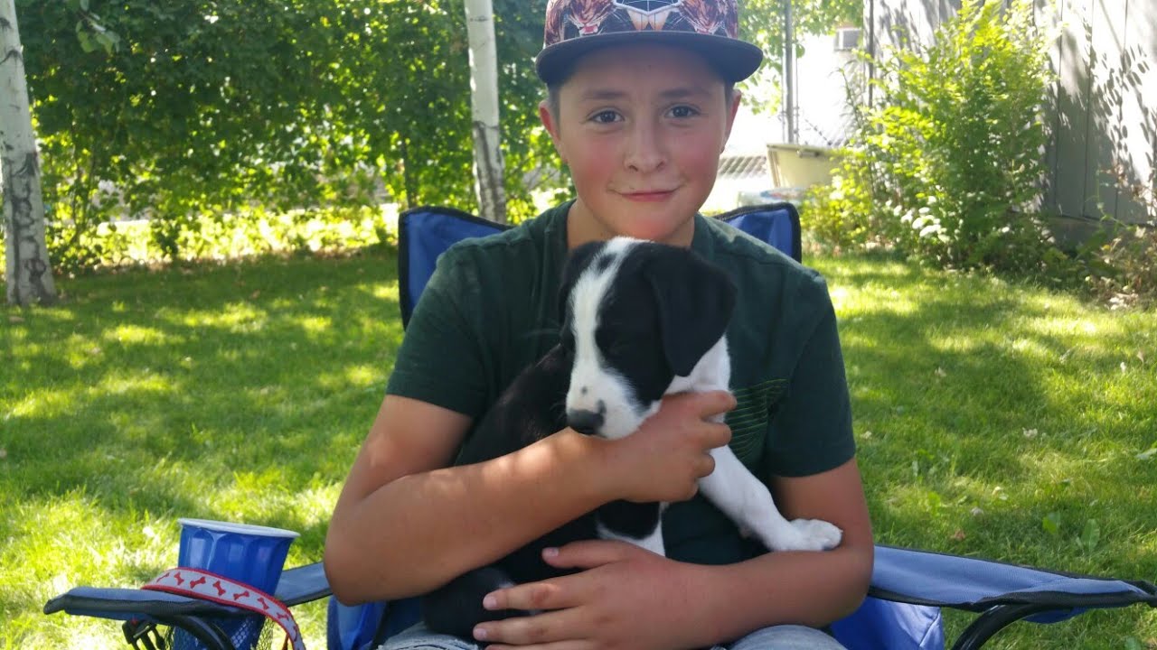 Ashtons new dog! YouTube