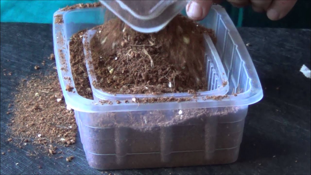 spider monkey making a hammock for tarantula eggs