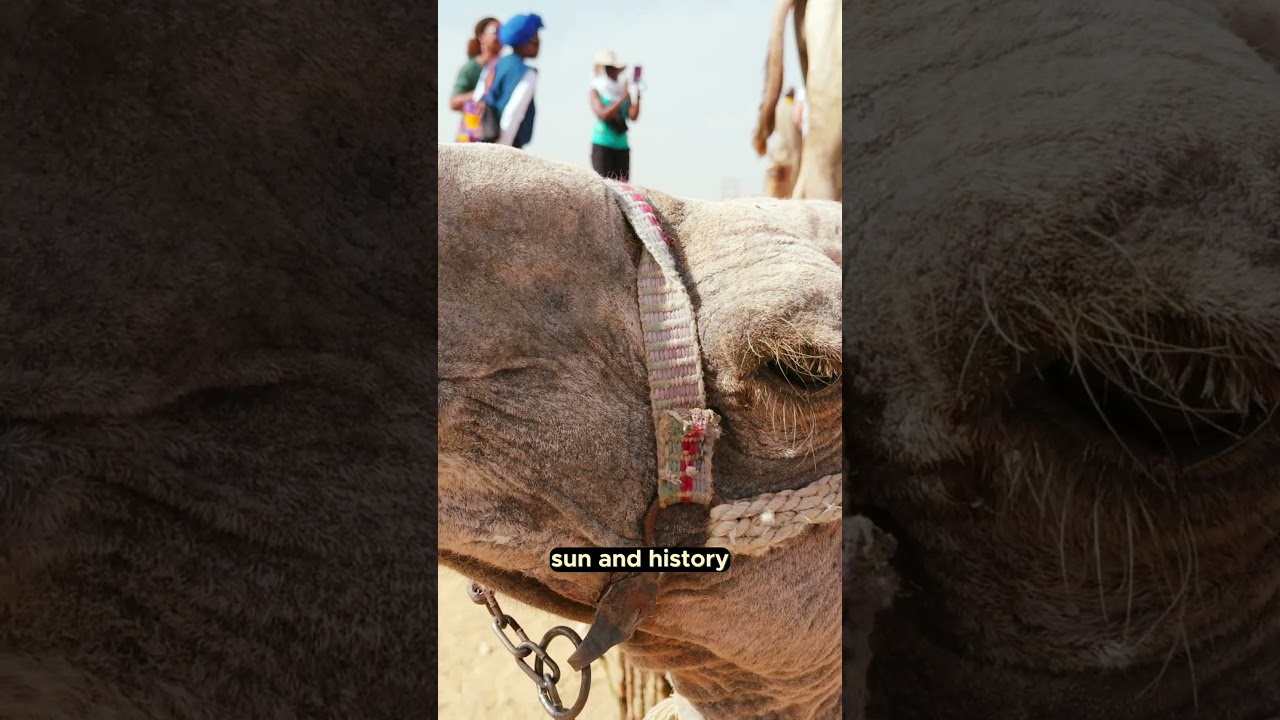 Carriage Through Time: Giza’s Timeless Ride