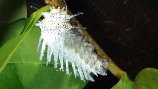Attacus atlas - L4 caterpillars