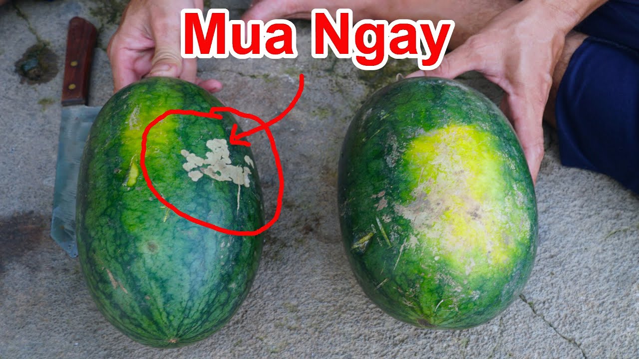 Mua Ngay ! Khi Thấy Trái Dưa Hấu Như Này, Vì Nó Rất Ngon / Mẹo Lựa Mua Dưa Dấu Ngon Ngọt , Mỏng Vỏ