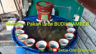 Memberi Pakan Lele Dalam Budikdamber