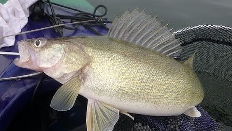 Another How-To Fillet a Walleye video