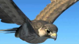 Peregrine Falcon (Folded...Wings) 3D model from CGTrader.com