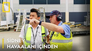 Sidney Havaalanı Içinden National Geogrphic