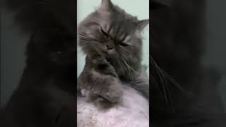 Cat Licking Its Paw