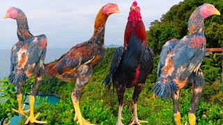 Ayam Siam  Ayam Bangkok  Ayam Jantan  Ayam Betina Dara Ternak Ayam Anak Ayam anakayam animal