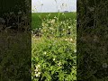 Bidens alba #大花咸豐草 #flowers #nature #youtubeshorts #shorts #garden #natural flowers #trendingshorts