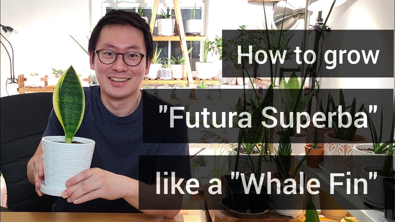 How to grow "Futura Superba" like a "Whale Fin" (Sansevieria repot)