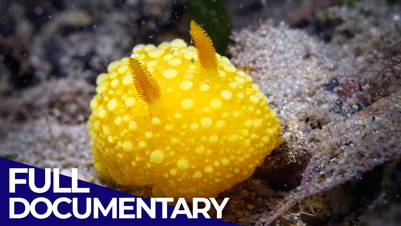 Built by the Sea: Evolution’s Strangest Creations | Under the Sea | FD Ocean