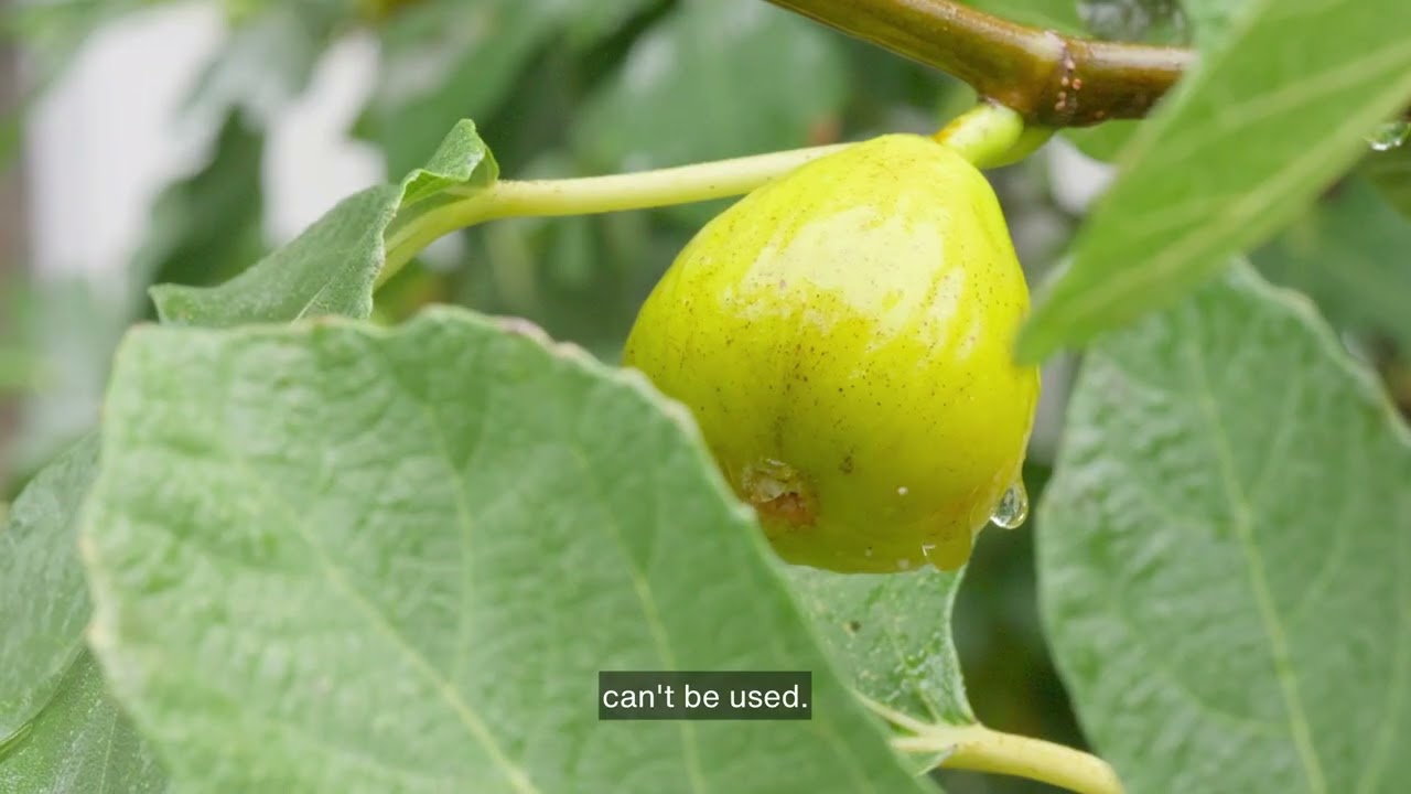 From the Source: Visiting Smyrna Fig Farms in Aydın, Turkey