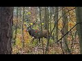 Cerf battue en pologne novembre 2023  shotkam compilation