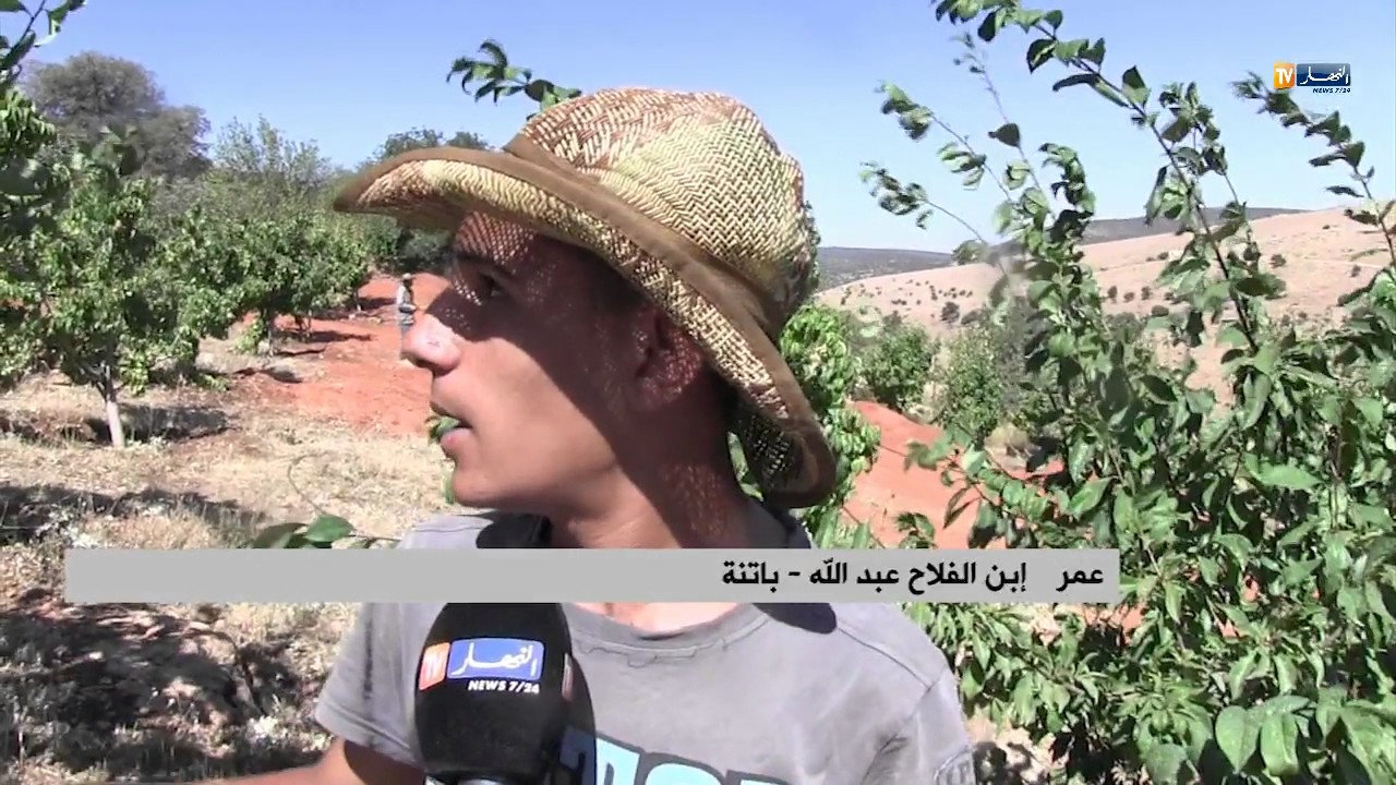 باتنة: فلاح يحول سفح جبل إلى مستثمرة فلاحية عائلية بإمتياز