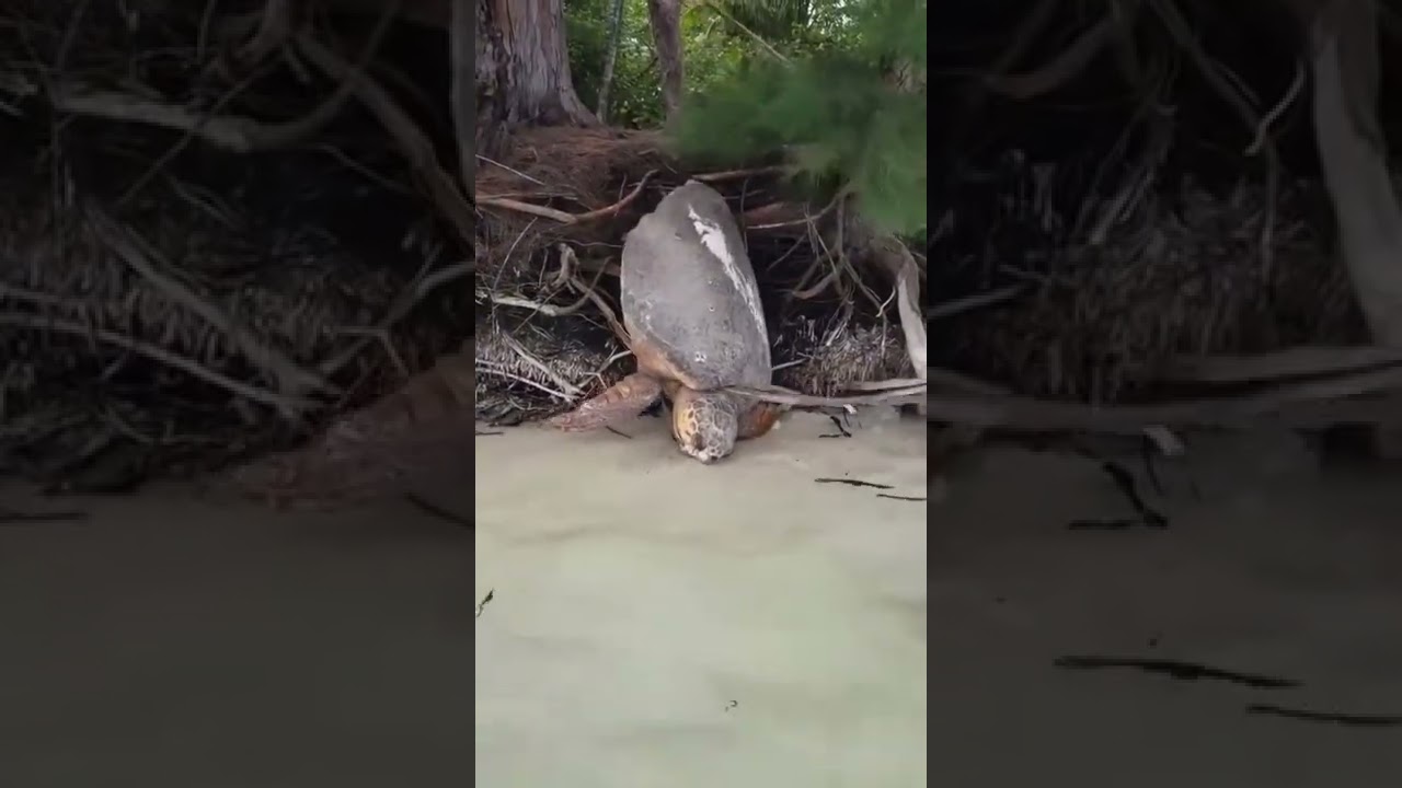 Tortoise saved by good man 