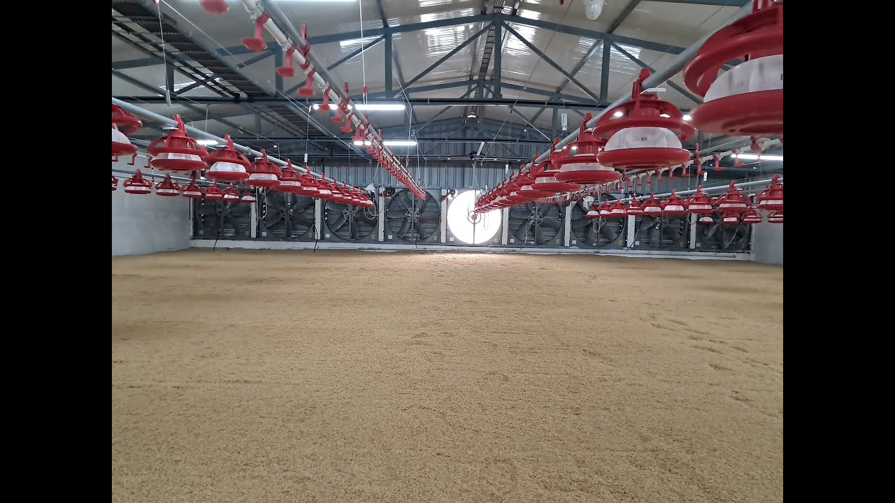 ⚡EC poultry cleaning process day 5 ⚡