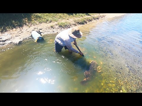 排水管泄漏海鲜引来巨物，从小吃到大，阿彬抓住就往市场跑