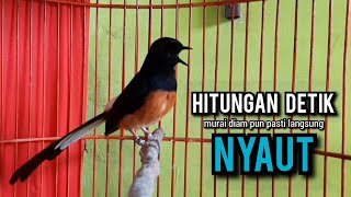 murai batu gacor AMPUH buat PANCINGAN murai batu agar bunyi JADIKAN burung murai gacor EMOSI