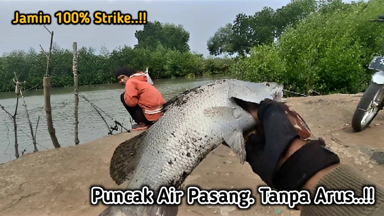 Подходящее время для ловли белого луциана. прилив