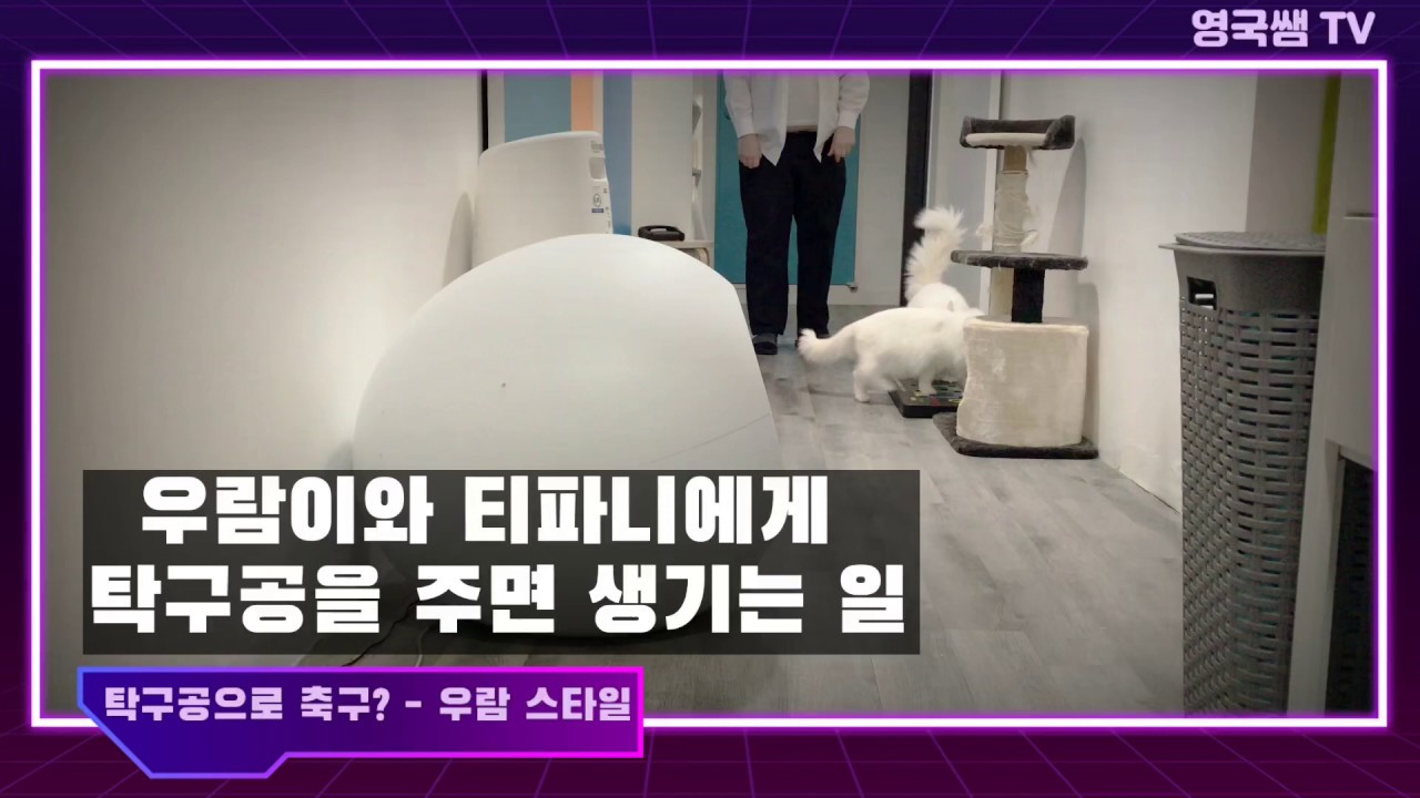 [How to Play with Cat] Tabletennis ball ! 고양이 티파니에게 탁구공을 주면 생기는 일