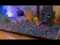 EASY Fish Tank WATER Change Method! (and CHEAP)