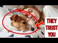 Dog Trainer Reveals: Why Your Dog Sleeping Next to You Is Deeper Than You Think
