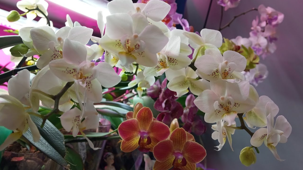 Мій квітучий стелаж: чесний огляд без прикрас»🌸🌼🌼🥰