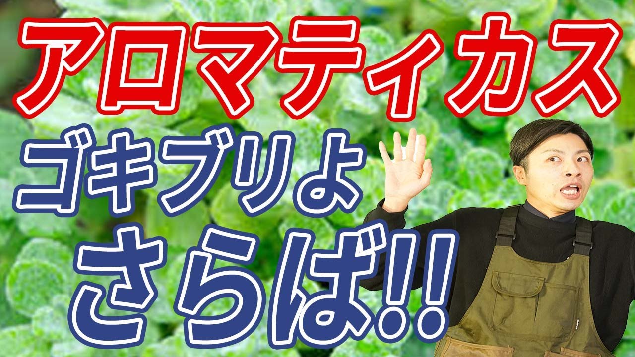 育て方 ゴキブリだってその香りに圧倒されます アロマの香りで日常に癒しを アロマティカスの簡単な育て方を解説していきます Youtube