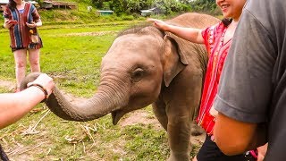 Chiang Mai Elephant Sanctuary Travel Vlog 27