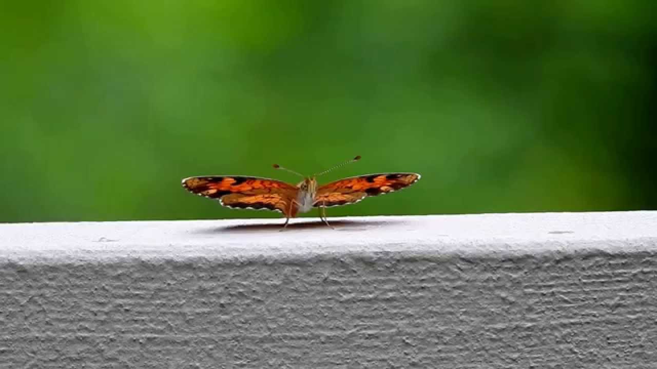 Nikon COOLPIX P900 - 83x - Butterfly Zoom Test