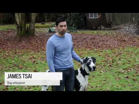 Dog Training - News segment