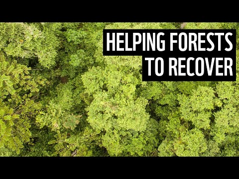 WWF's Tori Page:  A Leader In Global Forest Protection