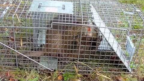 Using Radio Telemetry to Track Nutria Movement