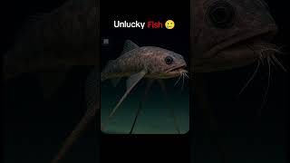 World's Most loneliest Fish | Tripod Fish | Double M #shorts #facts #deepseafish