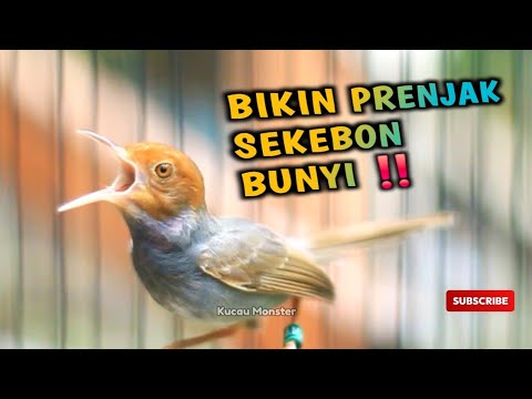 BIKIN PRENJAK BUNYI‼️