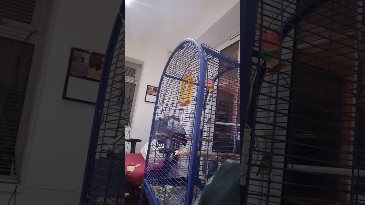 best and funniest parrot beatboxer