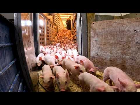 We Lost Count Unloading 1,000 New Pigs